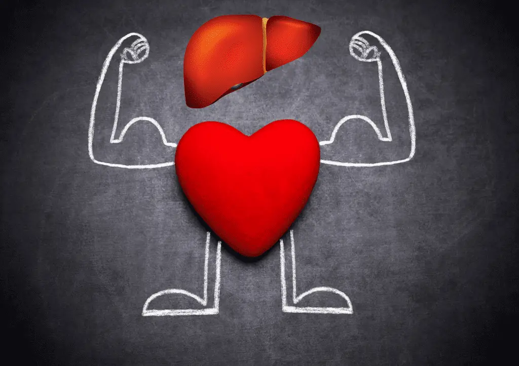 Lingzhi menyokong fungsi hati dan jantung yang sihat