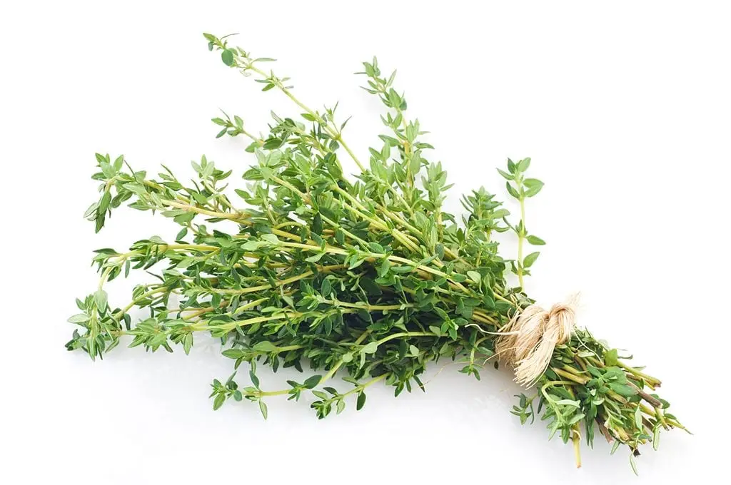 herba thyme